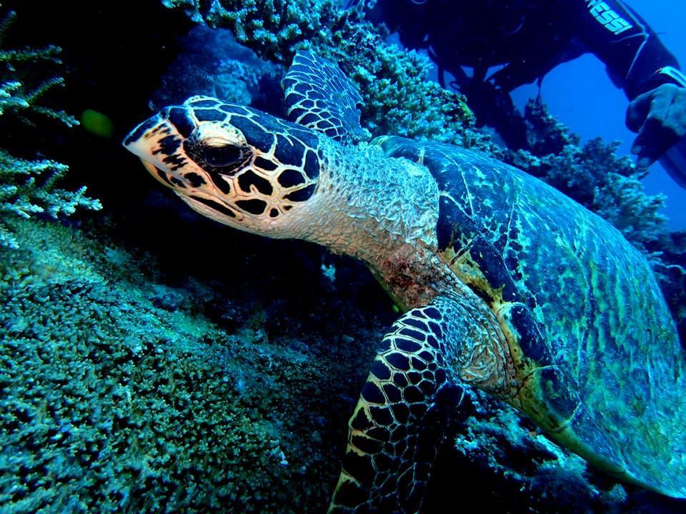 Dolphin Bay Divers Retreat Hotel Vatolotolo Luaran gambar